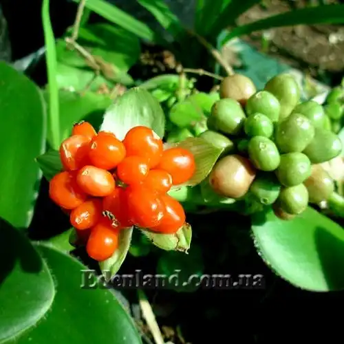 Изображение созревающие плоды