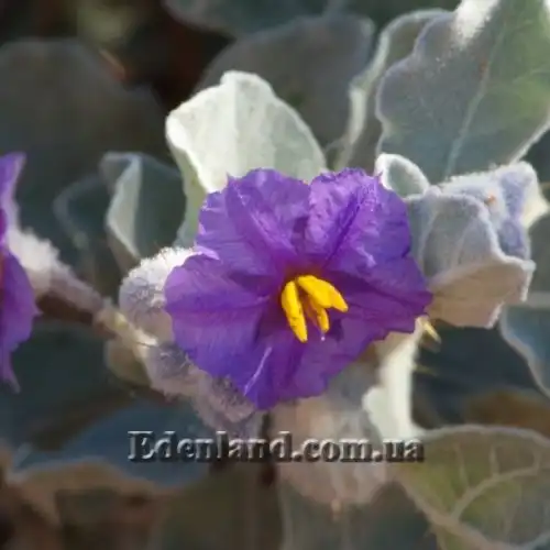 Изображение Паслен шерстистолистный - Solanum lasiophyllum 