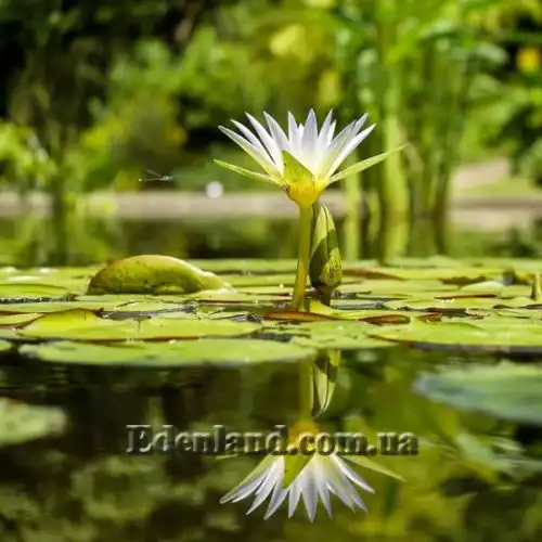 Зображення Німфея (Латаття) Нухалі - Nymphaea nouchali