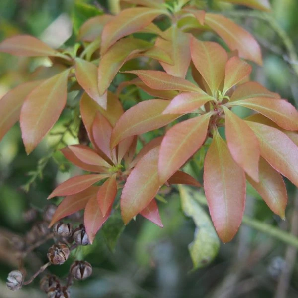 Изображение Пиерис японский   - Pieris japonica