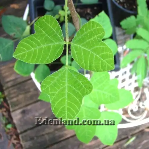 Изображение Пуэрария дольчатая - Pueraria lobata