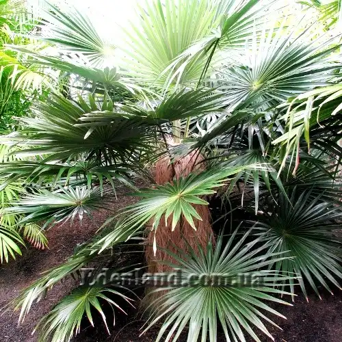 Изображение Коккотринакс волосатый подвид волосатый - Coccothrinax crinita subsp. crinita