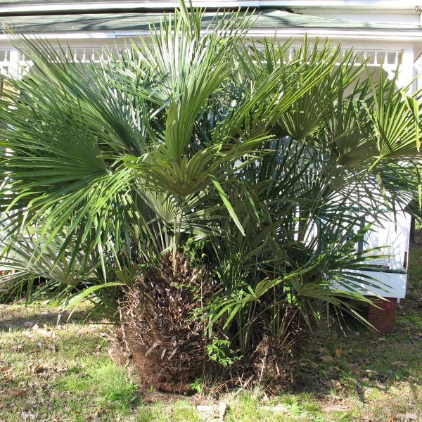 Зображення дорослі рослини