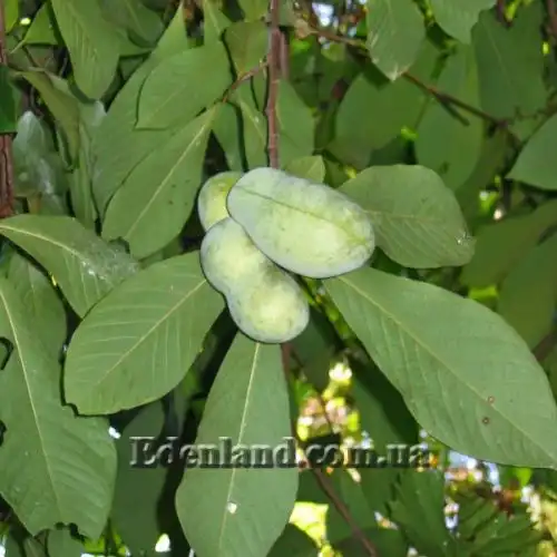 Изображение Азимина трехлопастная - Asimina triloba