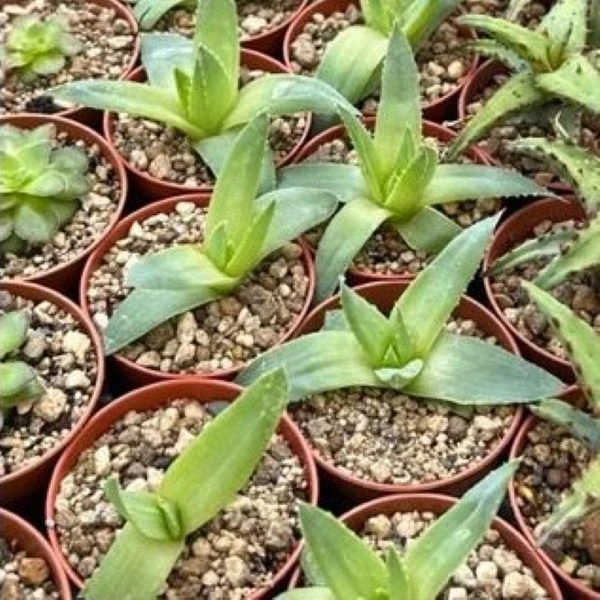 Зображення однорічні рослини