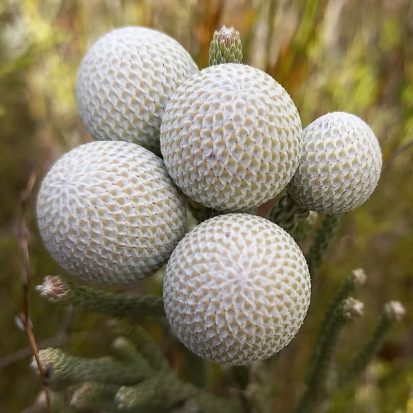 Изображение Бруния гладкая  - Brunia laevis