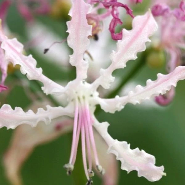 Зображення Неріне хвиляста - Nerine undulata 