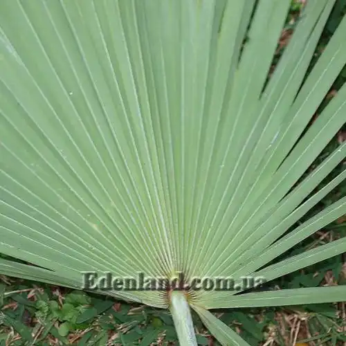 Зображення Сереноа повзуча - Serenoa repens