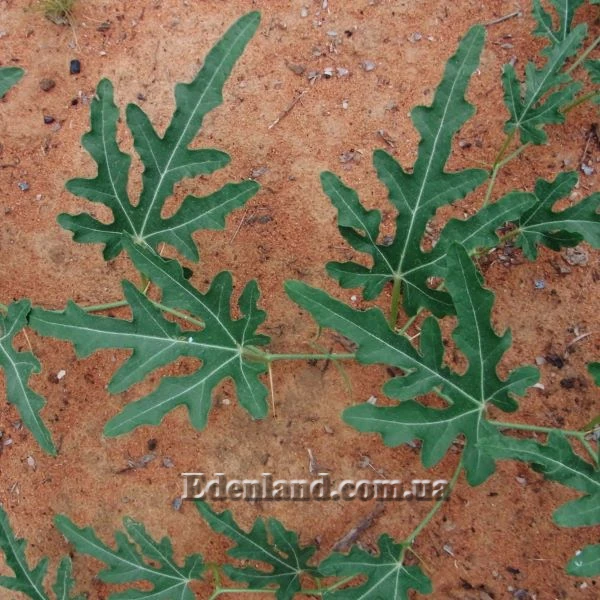 Изображение листья