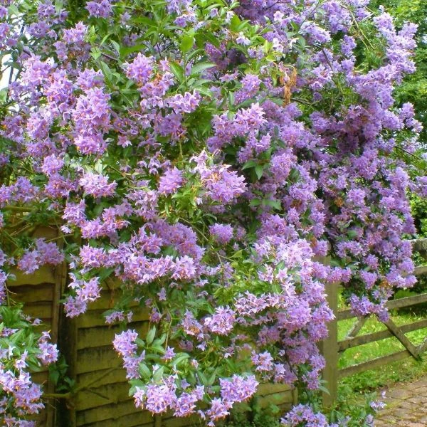 Зображення Пасльон кучерявий - Solanum crispum
