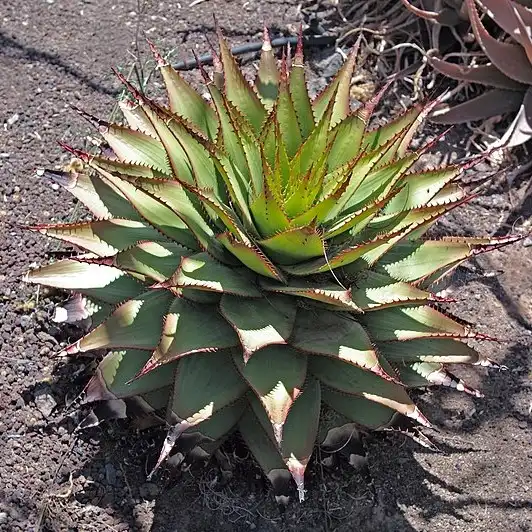 Алое Брума (Таркостад) - Aloe broomii var. tarkaensis