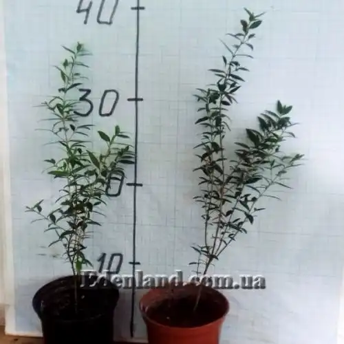 Изображение саженцы в продаже