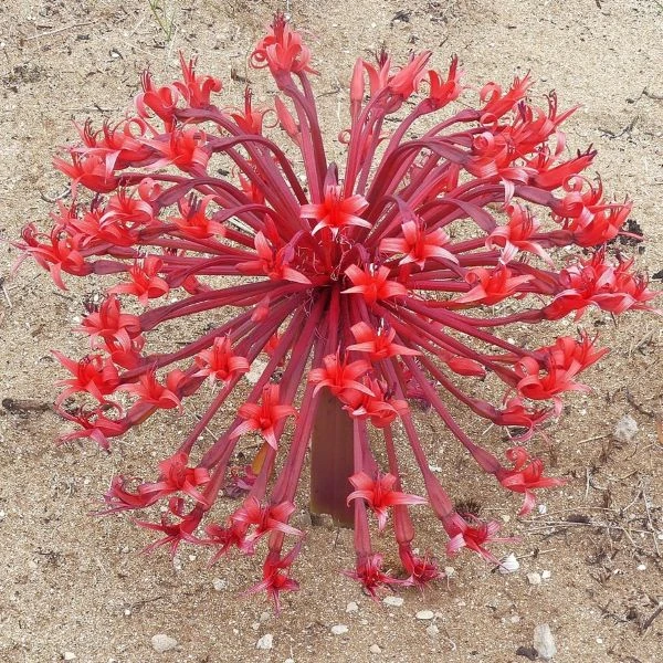 Брунсвигия восточная - Brunsvigia orientalis  