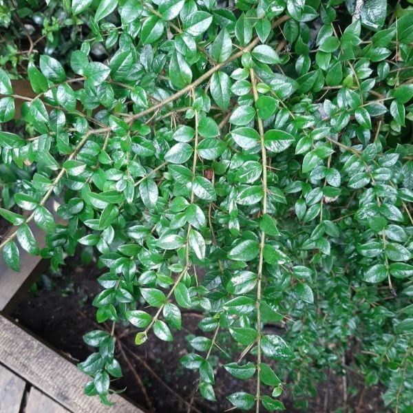 Изображение Рафитамнус колючий - Rhaphithamnus spinosus 