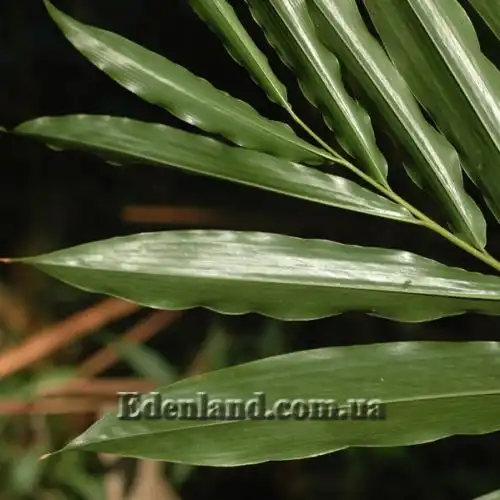 Изображение Афрамомум узколистный - Aframomum angustifolium