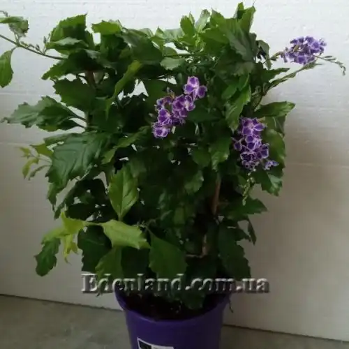 Изображение растения в продаже