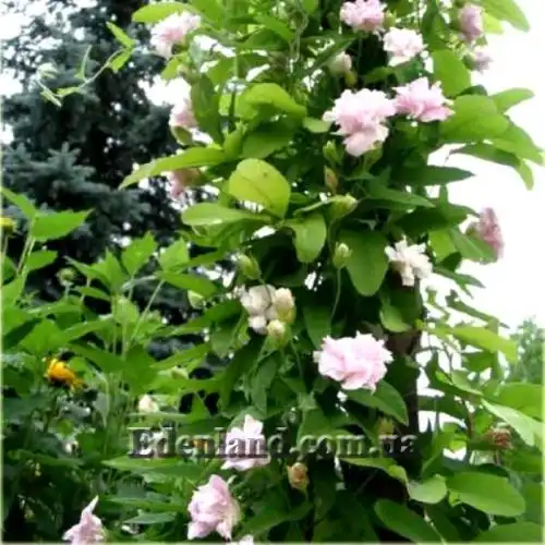 Изображение Калистегия плющевидная - Calystegia hederacea 