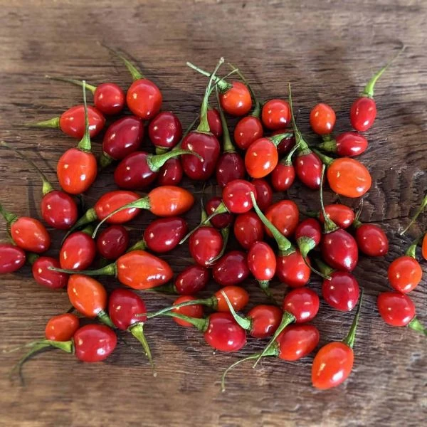 Зображення Перець Аджі Чарапіта червоний  - Aji Charapita Red