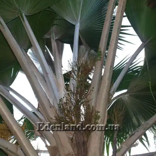 Изображение Притчардия тихоокеанская - Pritchardia pacifica