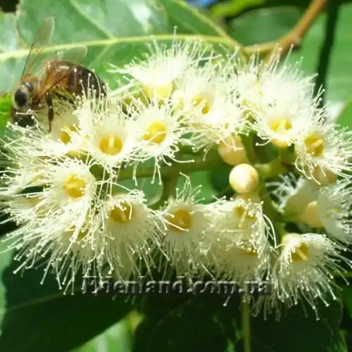 Изображение Эвкалипт радужный - Eucalyptus deglupta