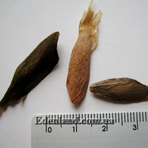 Изображение семена