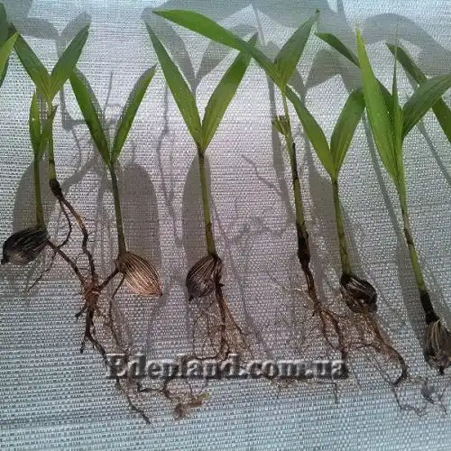 Изображение Адонидия Меррилла - Adonidia merrillii