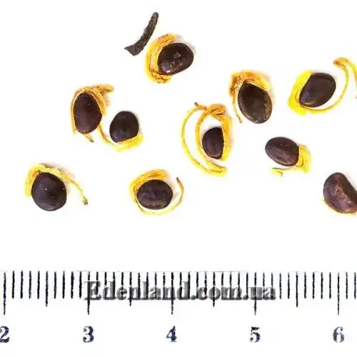 Зображення Акація вушкоподібна - Acacia auriculiformis