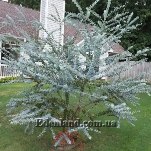 Изображение Эвкалипт припудренный Сорт Baby Blue - Eucalyptus pulverulenta