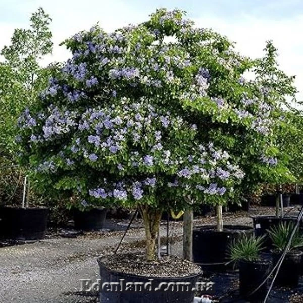 Изображение цветущее растение в горшке