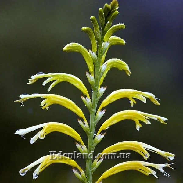 Изображение цветы