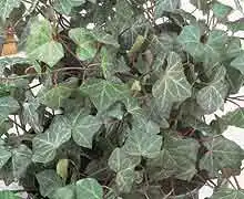 Плющ звичайний