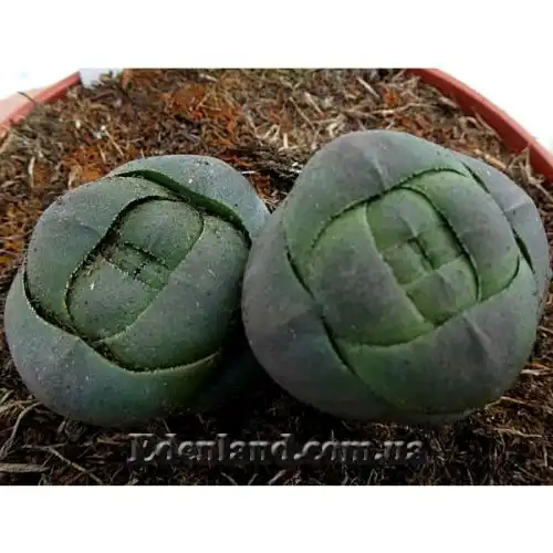 Изображение Крассула столбчатая - Crassula columnaris