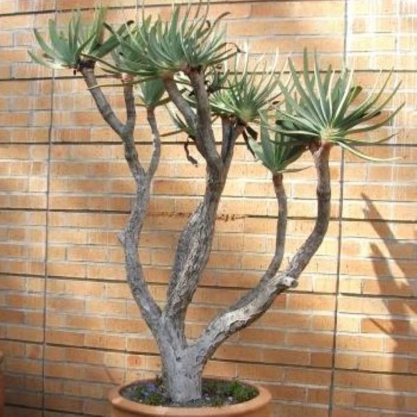 Изображение Кумара складчатая  - Kumara plicatilis