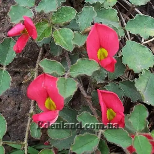 Изображение Кеннедия исключительная - Kennedia eximia