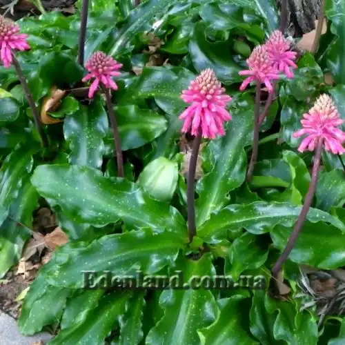 Изображение Вельтгеймия прицветниковая - Veltheimia bracteata 