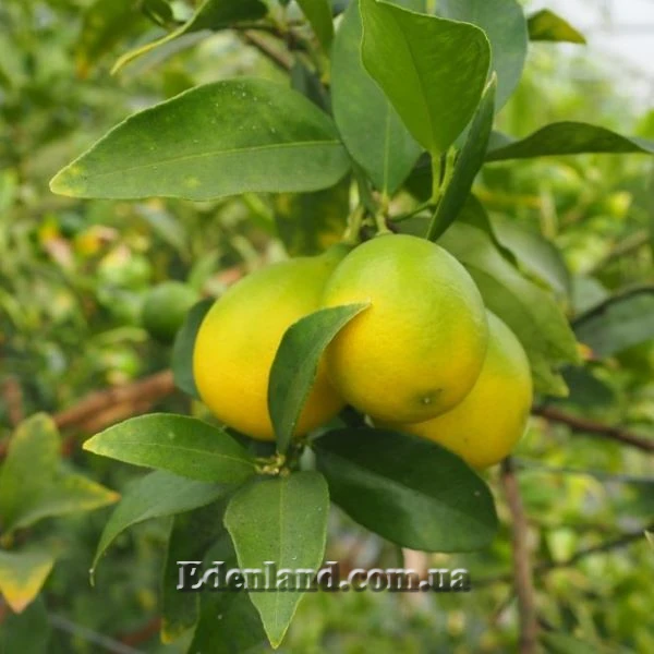 Зображення Лаймкват Лейкленд - Limequat Lakeland 