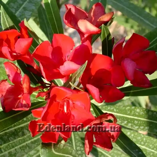 Изображение красный немахровый