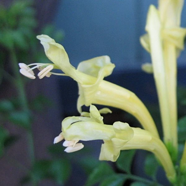 Изображение Текомария капская  - Tecomaria capensis