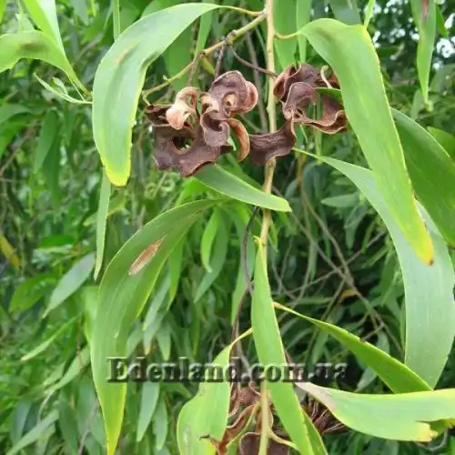 Зображення Акація вушкоподібна - Acacia auriculiformis