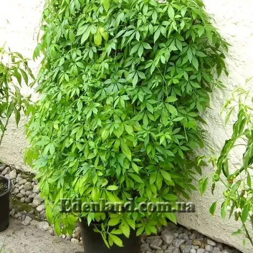 Изображение Гиностемма пятилистная - Gynostemma pentaphyllum