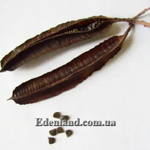 Изображение Сенна крылатая - Senna alata