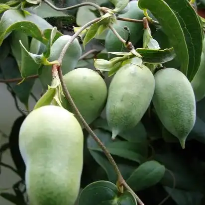 Изображение Лапажерия розовая  - Lapageria rosea