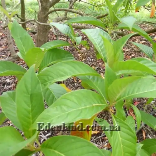 Изображение Лукулия приятнейшая - Luculia gratissima