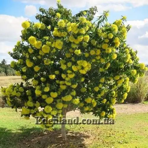 Зображення Ксантостемон золотистий - Xanthostemon chrysanthus