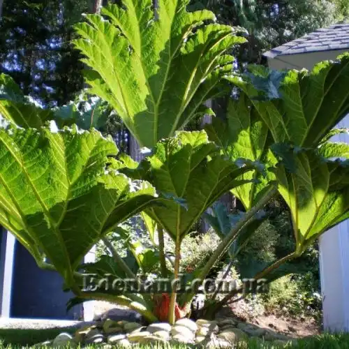 Изображение возле дома