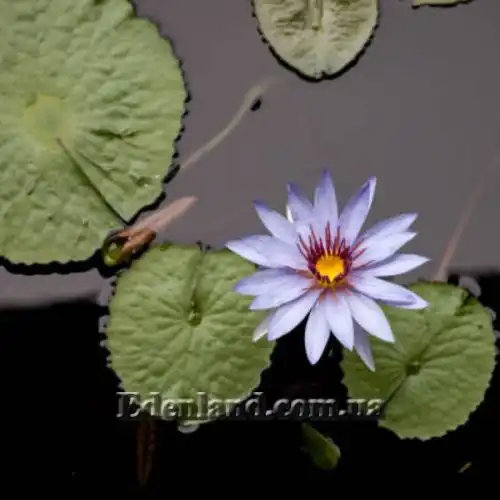 Зображення Німфея (Латаття) Нухалі - Nymphaea nouchali