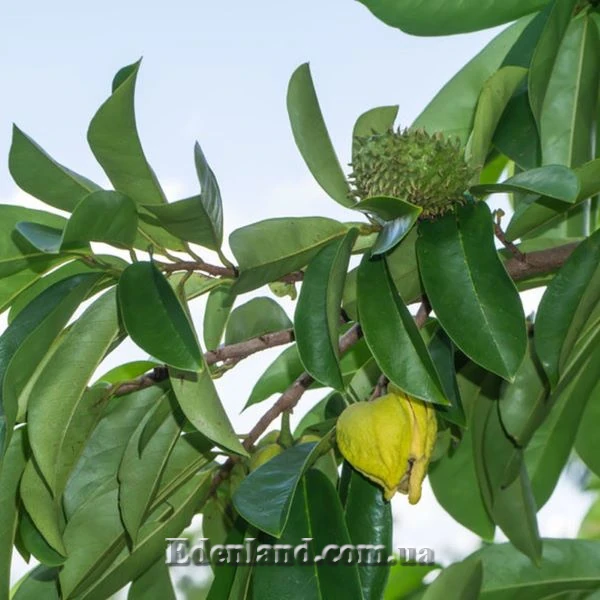 Зображення плід та квітка