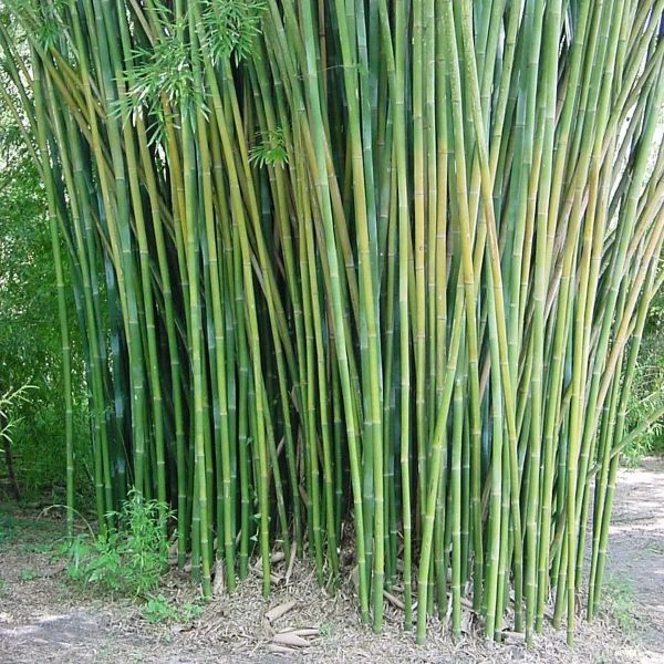 Дендрокаламус прямой - Dendrocalamus strictus 