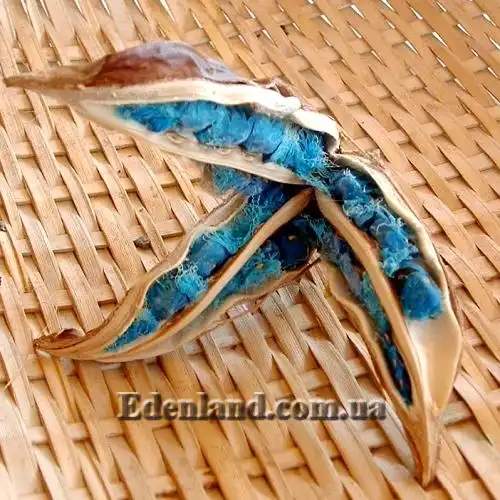 Изображение плоды с семенами