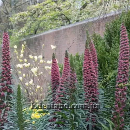Зображення Ехіум Рожевий Фонтан - Echium Pink Fountain